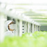 健康野菜村/中川産業