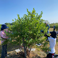 自然農園　Very Berry Farm UEDA
