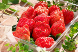 【12月先行予約】【お正月の家族の集まりに】【2年連続品評会入賞🍓】やよいひめこだわりの栽培で味が濃すぎるいちご 500g