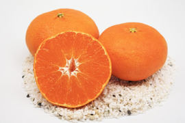 【シャキシャキ新食感！】甘平5kg（ご家庭用）