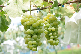令和7年9月発送開始【特別栽培農産物】まるで蜂蜜！種無しハニーシードレス２kg（5房～8房）