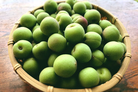 【カリカリ梅の梅干し用・梅シロップなどに！】自然栽培の小梅　2kg