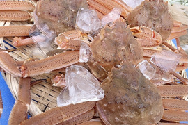 期間限定品　漁師の店　北海道産　ズワイガニセット　1kg