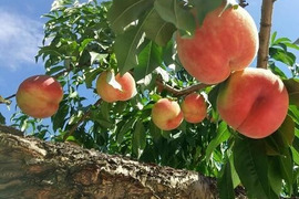 【桃の予約】"あかつき"3ｋｇ（8～12玉）　福島の完熟もも　ギフト・贈答用に【7月末～8月上旬お届け予定】