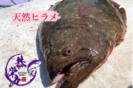 秋田県沖　天然ヒラメ　活〆1.5キロ　［最安値挑戦中］‼️