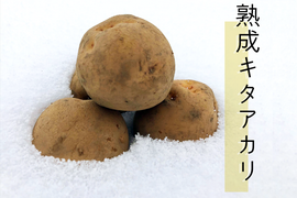 【２月予約】ジャガイモ　氷温熟成キタアカリ　Mサイズ10㎏