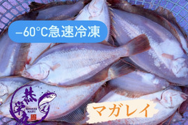 秋田県産　マガレイBOX🧊［−60℃真空急速冷凍］🧊