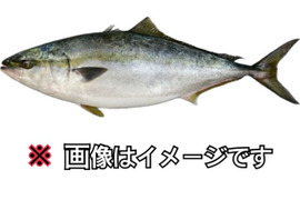 【知床らうす直送】ブリ ドレス(頭、尾を切断、内臓処理) 神経締め