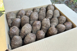 独特のぬめりとねばり！！さといも２Ｌサイズ（７Ｋｇ）