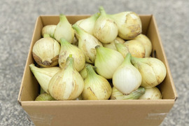 《数量限定》【淡路島産】 赤ちゃんサイズのひとくち新玉ねぎ 3kg