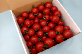 【父の日ギフト】糖度９度以上※おいし～甘～いフルティカの贈り物※１ｋｇ