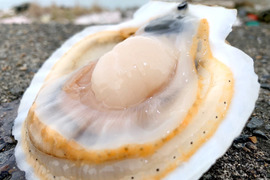 これが本物！漁師が喰うホタテ【５㎏】ヘラ付