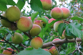 自然のままの大きい完熟梅1.8㎏！自然豊かな山梨県上野原より