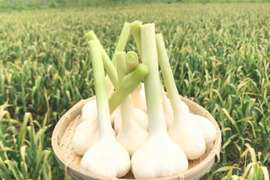 【予約限定】約２キロ！青森県産 最高級品種 ホワイト６片の掘りたて生にんにく【６月後半頃から発送】