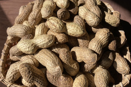 乾燥生落花生500g【ジャンボピーナッツ・極大粒・殻付き】【農薬・化学肥料不使用】【天日乾燥】【令和6年・岐阜県産】【レターパック配送】