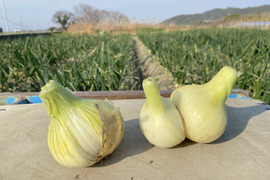 《お買い得》【淡路島産】ご家庭用の甘くて美味しい訳あり新玉ねぎ 5kg