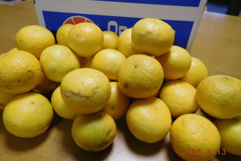 ＜規格外＞お待たせ！甘酸っぱい爽やかな初夏の香り！ 伊豆特産ﾆｭｰｻﾏｰｵﾚﾝｼﾞ（日向夏）・・5㎏箱に正味4.0㎏入り