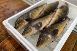 2kg【テレビで紹介】特大サイズ【知床羅臼直送】ホッケ (真ホッケ)鮮魚 フライ、煮付け、ムニエル、焼き魚等