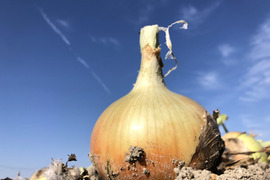 淡路島で一番美味しい品種‼️淡路島産玉ねぎ 「七宝」 10kg