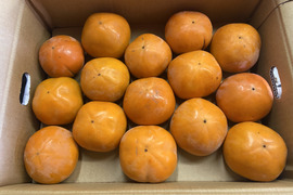 カリッと歯ごたえ抜群！さっぱり甘い！西村早生柿 2.5kg