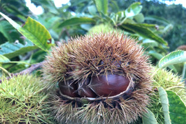熊本の里山の利平栗1.5kg