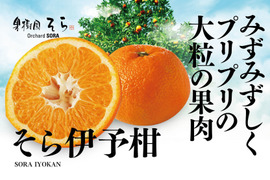 そら伊予柑【癒される香り】愛媛産 伊予柑 4kg