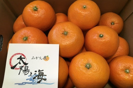 愛媛の伊予柑☆混合サイズ☆ご家庭用☆4.5kg