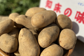 北海道【越冬熟成じゃがいも】 はるか（5kg）