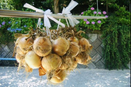 【早割】九代目園主が育てた！「つる付き淡路島たまねぎ5kg」