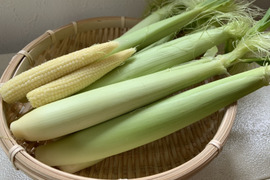 【 早期予約割 】新鮮 ヤングコーン （ とうもろし ) 長野県 軽井沢 産高原野菜