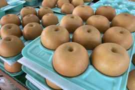 あきづき【贈答品】3kg箱　甘くてジューシー！9月発送！