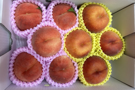 お買い得!まるせい果樹園の桃 黄桃と晩生種の詰め合わせ【おまかせ】2kg(6~11玉入り)自家用 贈答用 mix2