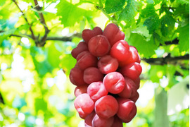 🍇敬老の日ギフト🍇【幻の牧丘天空マイハート】子供&女性ウケ抜群でリピーター殺到中🍇縁起物の贈答品として喜ばれること間違いなし『2025年9月中旬発送』お試し約1kg2~3房【朝どれ】