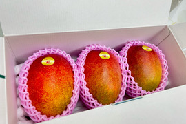 南国鹿児島産　完熟アップルマンゴー（1kｇ）2~4個入り【期間限定】【数量限定】【夏ギフト】