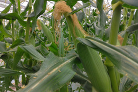 ☆発送開始☆朝採れ！ハウス栽培トウモロコシ『ゴールドラッシュ』Lサイズ5～6本🌽