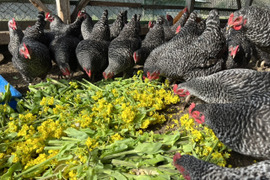 平飼い有精卵　30個　[すぐ発送] 輸入とうもろこし不使用　お陰様で2024食べチョクアワード畜産部門1位