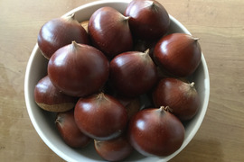 熊本の里山の銀寄栗 1.5ｋｇ