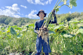 ⬛四万十町産【白芽芋(里芋3kg)】