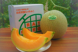 【栽培期間中農薬・化学肥料不使用】至高の朝採り完熟キングメロン１玉【大玉】（1.6kg～）