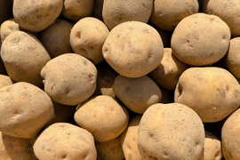 【知床越冬完熟じゃがいも】北あかり（5kg）