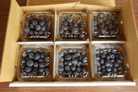 摘みたて　農薬不使用　千葉県産　生ブルーベリー　100g×6パック　セット