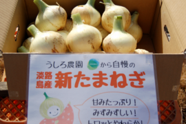 【家庭用】元気いっぱいの淡路島 新玉ねぎ!(10kg)【ひょうご安心ブランド認証】シェアや飲食店さん向け 訳あり