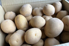 【鹿児島発❗️新じゃが‼️】インカのめざめ(5kg)