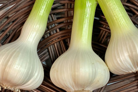 【数量限定⭐️今だけ増量中1.1キロ】1年に1回🎉この時期だけの生にんにく🧄1キログラム＋100グラム増量🧄