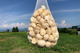 【毎年２万箱売れてます！】令和６年新物 500g!! 青森県産にんにく 最高級品種 ホワイト６片 家庭用バラ