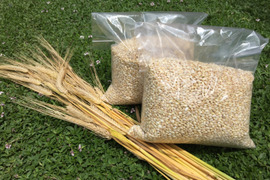 腸内環境を整える モチ麦（キラリモチ）