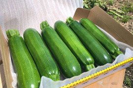 ズッキーニ 約1kg お試しサイズ  愛情いっぱい 保存袋付き いろんなお料理に大活躍