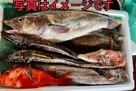 竹コース【知床羅臼直送】　船頭にお任せ！鮮魚ボックス（詰め合わせ) 海鮮セット