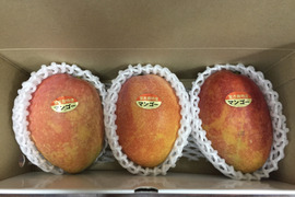 宮古島産マンゴー（ご家庭用1kg／2〜3玉）【沖縄･宮古島産／糖度保証】