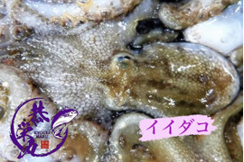 秋田県産　イイダコ BOX‼️2025リミテッドエディション